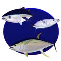 Bluefin Yellowfin and skipjack tuna in a blue circle Royalty Free Stock Photo