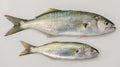 Bluefish and Baby Bluefish. Royalty Free Stock Photo
