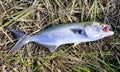 A bluefish on the ground caught from the bay