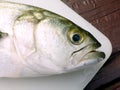 Bluefish head