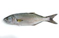 Bluefish - Pomatomus saltatrix - isolated on white background