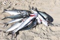 Bluefish stripebass catch on the beach in new york