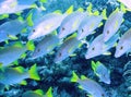 Bluefish swimming by a reef Royalty Free Stock Photo