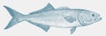 Bluefish, a threatened marine fish in side view Royalty Free Stock Photo