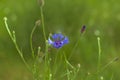 Blueflower Royalty Free Stock Photo