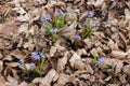 Blueflowers primroses bloomed in the spring forest Royalty Free Stock Photo