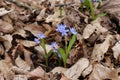 Blueflowers primroses bloomed in the spring forest Royalty Free Stock Photo