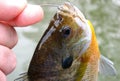 Bluegill Bream