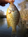 Bluegill Catch in March