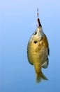 Bluegill Caught Fishing