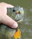 Bluegill caught on popper Royalty Free Stock Photo