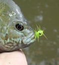 Bluegill caught on wet fly Royalty Free Stock Photo