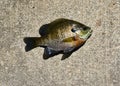 Bluegill fish on concrete Royalty Free Stock Photo