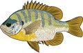 Bluegill fish Royalty Free Stock Photo