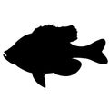 Bluegill fish, vector illustration,  black silhouette, side Royalty Free Stock Photo