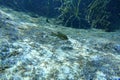 Bluegill freshwater fish in a Florida spring