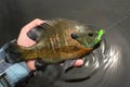 Bluegill Panfish Caught Fly Fishing Royalty Free Stock Photo