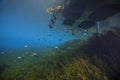 Bluegill, Sunfish and Hydrilla Plants - Morrison Springs