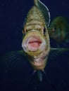 Bluegill sunfish yawning with mouth wide open in the underwater cavern of Blue Grotto, Florida Royalty Free Stock Photo