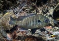 Bluegill Swimming - Ichetucknee Springs