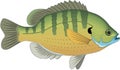 Bluegill Swimming Illustration Royalty Free Stock Photo