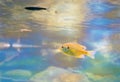 Bluegill in Taylor Creek Royalty Free Stock Photo