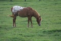 Bluegrass Festival Horse Show 2019