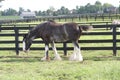 Bluegrass Festival Horse Show 2019 II