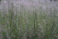 Bluegrass meadow background. Green meadow background.