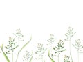 Bluegrass meadow poa watercolor seamless border floral illustration. Green stems isolated on white background