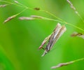 bluegrass moth (Chrysoteuchia culmella) on green blade of gras