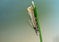 bluegrass moth (Chrysoteuchia culmella) on green blade of grass