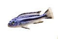 Bluegray mbuna malawi cichlid Melanochromis johannii aquarium fish johanni Royalty Free Stock Photo