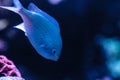 Bluegreen chomis fish, Chromis viridis, has a pale green color Royalty Free Stock Photo