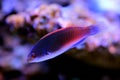 Bluehead Fairy Wrasse - Cirrhilabrus cyanopleura