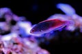 Bluehead Fairy Wrasse - Cirrhilabrus cyanopleura