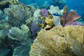 Bluehead wrasse fish on the colorful seaweed background