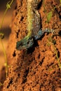 Blueheaded Tree Agama