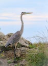 Great Blue Heron on a rocky Shoreline