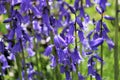 Blueish bell flowers bloom in May Royalty Free Stock Photo