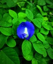 Blueish Butterfly Pea Royalty Free Stock Photo