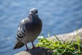 A blueish dove sits by a pond.