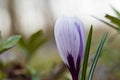 Blueish Crocus flower closeup