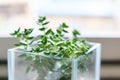 Blueish decorative Crassula plant in a glass pot Royalty Free Stock Photo