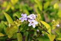 Blueish White flower Royalty Free Stock Photo