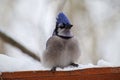 Bluejay