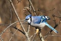 Bluejay