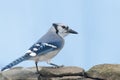 Bluejay Royalty Free Stock Photo