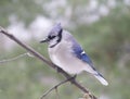 Bluejay