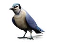 Bluejay